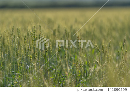Golden wheat sways gently in the summer breeze under the clear blue sky Golden wheat sways gently in the summer breeze under the clear blue sky 141890299