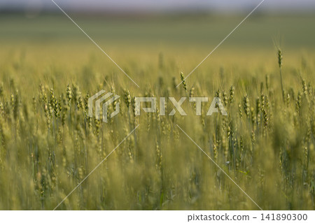 Golden fields sway gently under a warm sun showcasing the beauty of ripening wheat ready for harvest Golden fields sway gently under a warm sun showcasing the beauty of ripening wheat ready for harvest 141890300