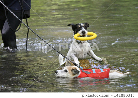 這是我的!兩隻傑克羅素梗犬在玩玩具。 這是我的!兩隻傑克羅素梗犬在玩玩具。 141890315