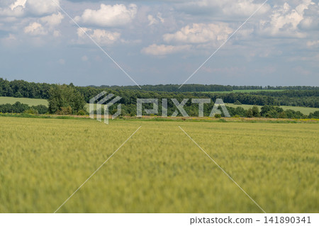 Vast green fields under a bright sky filled with fluffy clouds create a serene landscape in the countryside on a warm summer day Vast green fields under a bright sky filled with fluffy clouds create a serene landscape in the countryside on a warm summer day 141890341