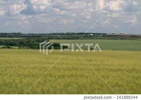 Golden fields stretch toward the horizon under a vast sky filled with fluffy clouds in a serene countryside landscape Golden fields stretch toward the horizon under a vast sky filled with fluffy clouds in a serene countryside landscape 141890344