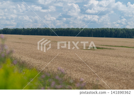 Golden wheat fields stretch endlessly under a bright blue sky filled with fluffy white clouds capturing the beauty of rural life on a warm summer day 141890362