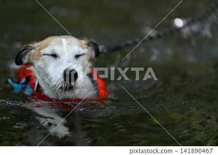 我心愛的傑克羅素梗犬(短毛)穿著救生衣游泳。 我心愛的傑克羅素梗犬(短毛)穿著救生衣游泳。 141890467