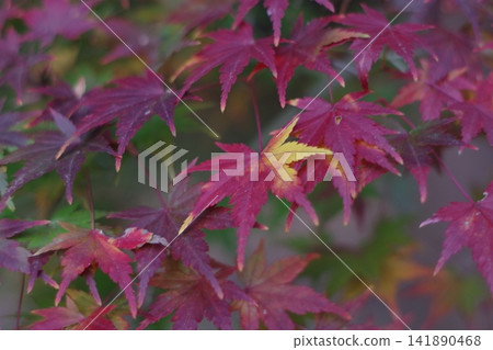 Japanese maple leaves in autumn (8) Japanese maple leaves in autumn (8) 141890468