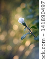 A background of shimmering bokeh and white hibiscus buds about to bloom. 141890497