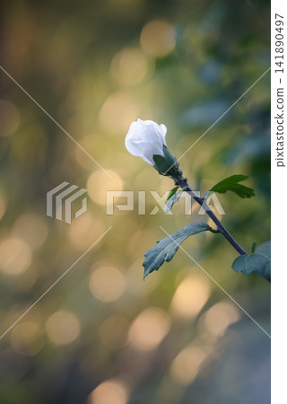 A background of shimmering bokeh and white hibiscus buds about to bloom. A background of shimmering bokeh and white hibiscus buds about to bloom. 141890497