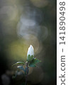 White hibiscus buds bathed in the morning light against a dreamy bokeh background. 141890498