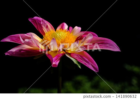 Dahlia flowers bloom bravely in the scorching heat. Dahlia flowers bloom bravely in the scorching heat. 141890632