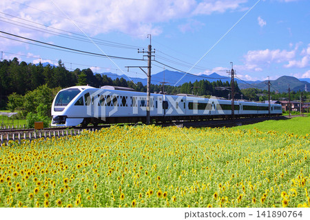 日光市:一列 Spacia X 列車正駛往鬼怒川溫泉,遠處是一片盛開的向日葵田。 日光市:一列 Spacia X 列車正駛往鬼怒川溫泉,遠處是一片盛開的向日葵田。 141890764