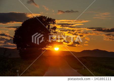 夕陽西下,落日餘暉映照在泛著橘色光芒的雲彩上,一棵大樹的輪廓清晰可見。 夕陽西下,落日餘暉映照在泛著橘色光芒的雲彩上,一棵大樹的輪廓清晰可見。 141891111