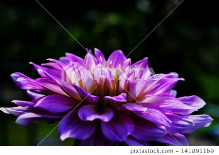 Dahlia flowers bloom bravely in the scorching heat. Dahlia flowers bloom bravely in the scorching heat. 141891169