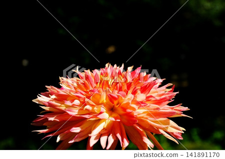 Dahlia flowers bloom bravely in the scorching heat. Dahlia flowers bloom bravely in the scorching heat. 141891170