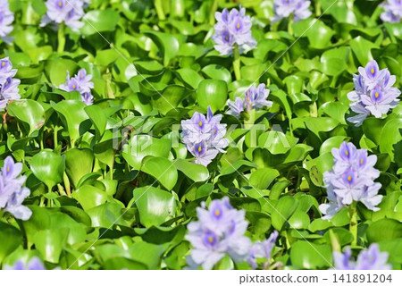 A group of water hyacinth A group of water hyacinth 141891204