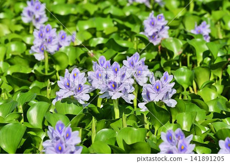 A group of water hyacinth 141891205