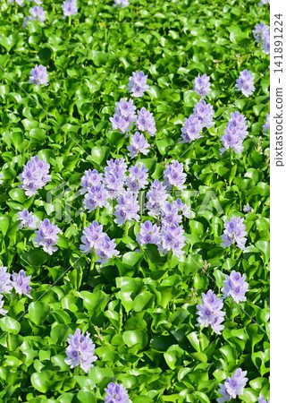 A group of water hyacinth A group of water hyacinth 141891224