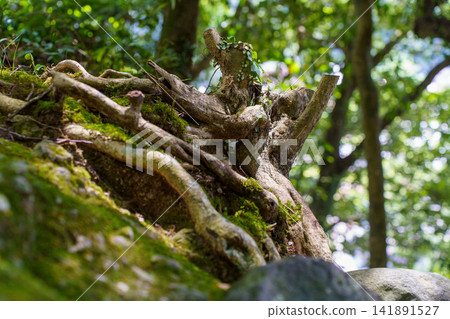 Root of old tree Root of old tree 141891527