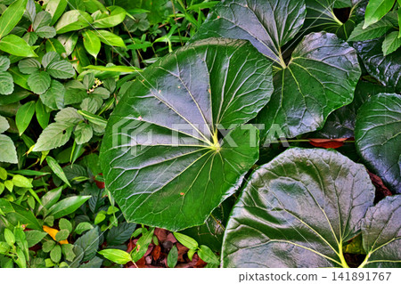 Leaves of Farfugium japonicum (summer, July) Leaves of Farfugium japonicum (summer, July) 141891767
