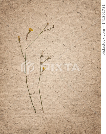 Natural recycled paper background with visible fibers and mulberry texture, dried wildflowers in a vintage botanical flat lay, soft pressed plant arrangement, rustic organic design with copy space. 141891781