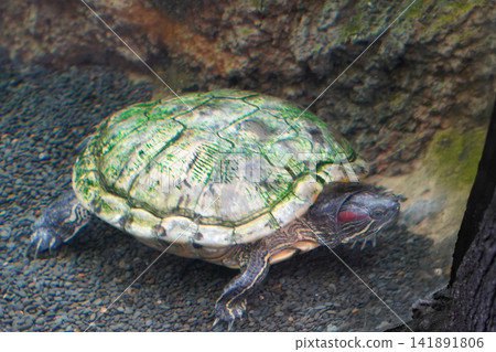 Close up of a Red-eared slider turtle underwater Close up of a Red-eared slider turtle underwater 141891806