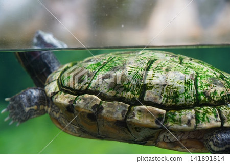 Red Eared Slider Turtle Swimming Underwater View Red Eared Slider Turtle Swimming Underwater View 141891814