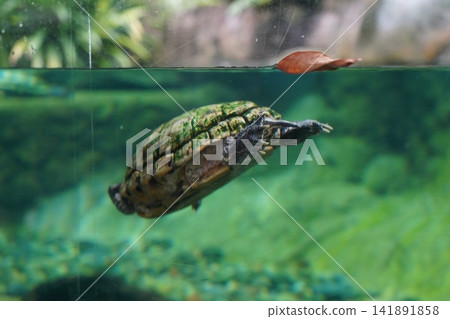 Aquatic Turtle Swimming Underwater in Clear Green Water Aquatic Turtle Swimming Underwater in Clear Green Water 141891858