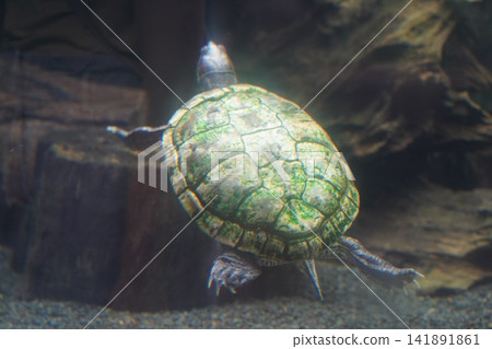 Freshwater Turtle Swimming Underwater in an Aquarium Freshwater Turtle Swimming Underwater in an Aquarium 141891861
