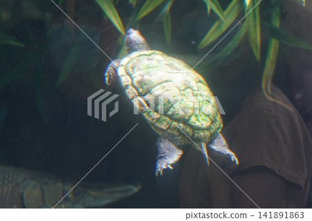 Underwater View of a Swimming Turtle and Gar Fish Underwater View of a Swimming Turtle and Gar Fish 141891863