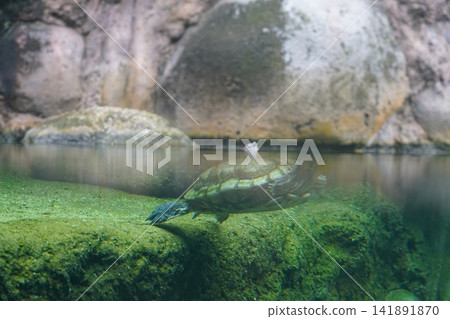 Freshwater Turtle Gliding Through Clear Pond Water Freshwater Turtle Gliding Through Clear Pond Water 141891870