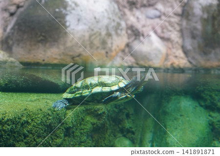 Red Eared Slider Turtle Gracefully Swimming Red Eared Slider Turtle Gracefully Swimming 141891871