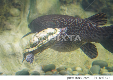 Aquatic Duo A Turtle and Gar Fish Swimming Together Aquatic Duo A Turtle and Gar Fish Swimming Together 141891872