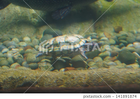 Freshwater Turtle Swims Gracefully in Rocky Aquarium 141891874