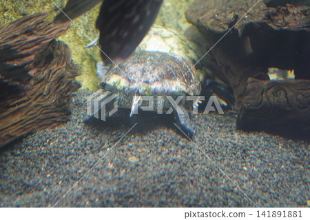 Aquatic turtle swimming in a natural habitat with driftwood Aquatic turtle swimming in a natural habitat with driftwood 141891881