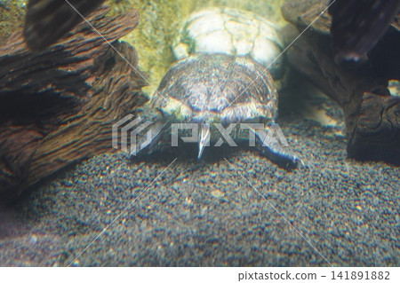 Aquatic Pond Turtle Swimming Underwater in Tank Aquatic Pond Turtle Swimming Underwater in Tank 141891882
