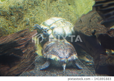Freshwater turtles swimming peacefully underwater Freshwater turtles swimming peacefully underwater 141891883