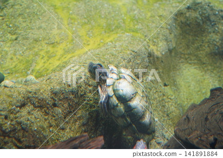Red-eared Slider Turtle Exploring Its Aquatic Home Red-eared Slider Turtle Exploring Its Aquatic Home 141891884