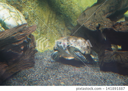 Red Eared Slider Turtle Exploring its Aquarium Home Red Eared Slider Turtle Exploring its Aquarium Home 141891887