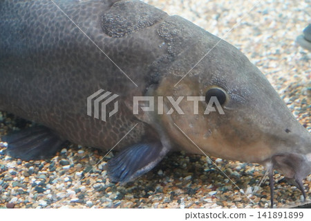 Black Synodontis Catfish with Unique Skin Texture Black Synodontis Catfish with Unique Skin Texture 141891899
