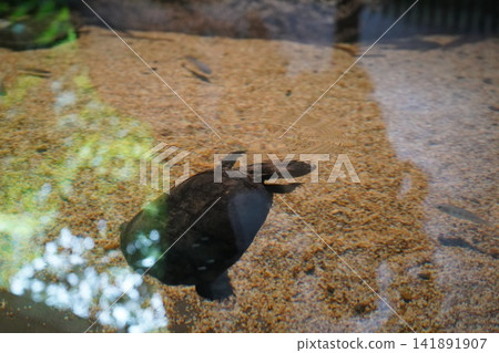 Pig Nosed Turtle Swimming in Clear Aquarium Water 141891907
