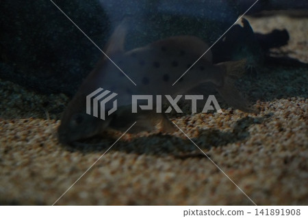 Spotted Raphael Catfish Swimming in Aquarium Tank Spotted Raphael Catfish Swimming in Aquarium Tank 141891908