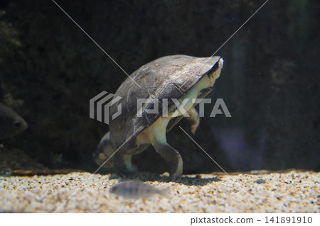 Freshwater turtle swimming gracefully underwater Freshwater turtle swimming gracefully underwater 141891910