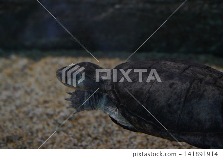 Captivating Underwater View of a Graceful Musk Turtle Captivating Underwater View of a Graceful Musk Turtle 141891914