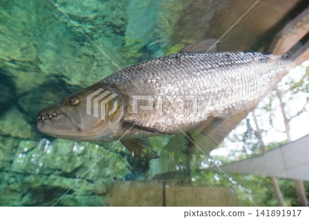 Goliath Tigerfish Predator in Clear Aquarium Water Goliath Tigerfish Predator in Clear Aquarium Water 141891917