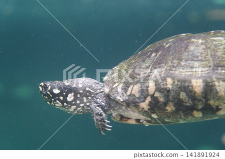 Spotted Turtle Gliding Underwater in Clear Water 141891924