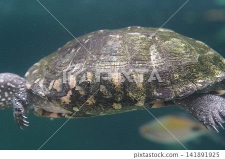 Underwater view of an european pond turtle in its habitat Underwater view of an european pond turtle in its habitat 141891925