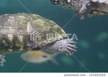 Underwater Turtle Close Up Aquatic Reptile Life Underwater Turtle Close Up Aquatic Reptile Life 141891926