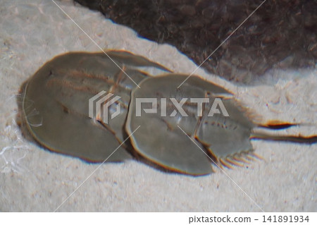 Atlantic horseshoe crabs peaceful on the ocean floor Atlantic horseshoe crabs peaceful on the ocean floor 141891934