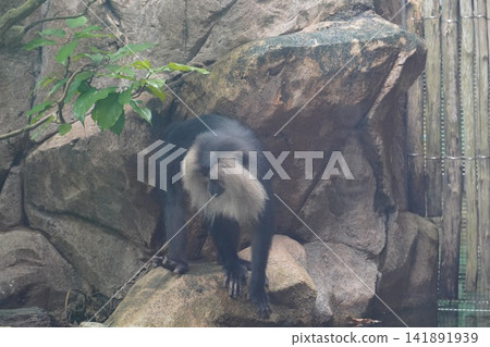 Captivating Lion Tailed Macaque in Rocky Habitat Captivating Lion Tailed Macaque in Rocky Habitat 141891939