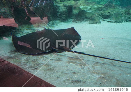 Underwater View of a Graceful Stingray in an Aquarium Underwater View of a Graceful Stingray in an Aquarium 141891946