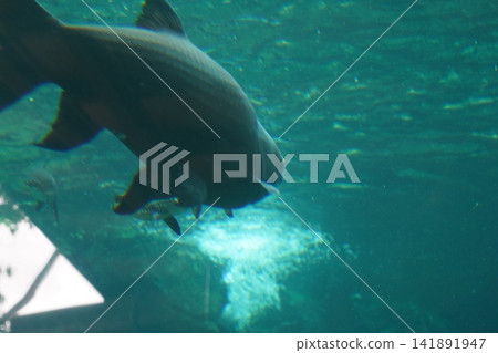 Giant Tambaqui Fish Submerged in Aquarium Water 141891947