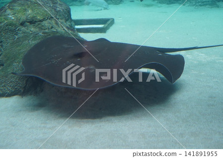 Peaceful Dark Stingray Gliding Through Tranquil Waters Peaceful Dark Stingray Gliding Through Tranquil Waters 141891955